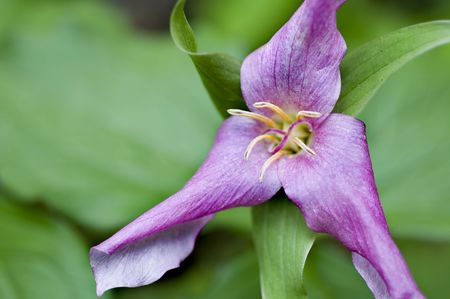 Macro Image of a beautiful purple trillium, photographed in its native habitat deep in Great Smoky Mountains National Park, の写真素材