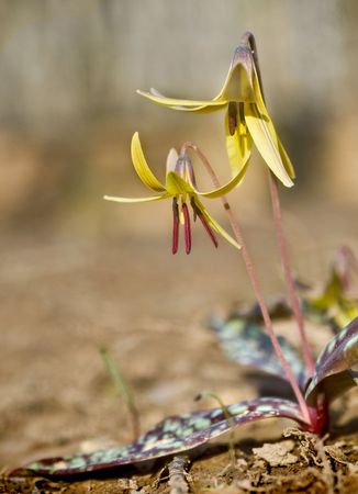 Trout Lily (Erythronium americanum)- One of the first of the ephemeral wildflowers to appear early spring. Also known as Toad Lily, Dogtooth Violet, Adder's Tongue,の写真素材