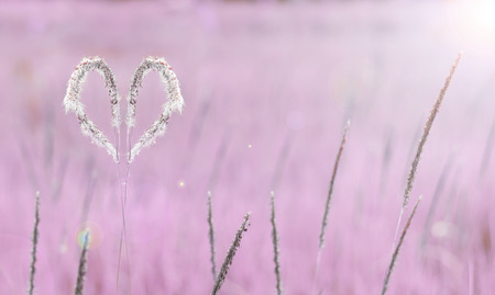 white heart grass on pink backgroundの写真素材
