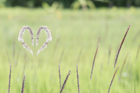 white heart grass on green backgroundの写真素材