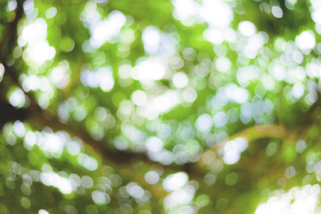 Blur of green bokeh for background / Blur of green bokeh