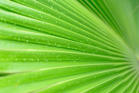 palm leaf with water drops