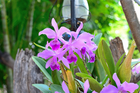 Laeliocattleya orchid hybrid , Cattleya pink orchidの写真素材