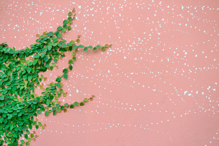 leaves on wall for backgroundの写真素材