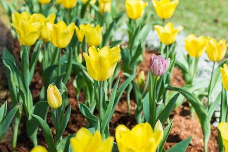 Flower tulips  yellow colour