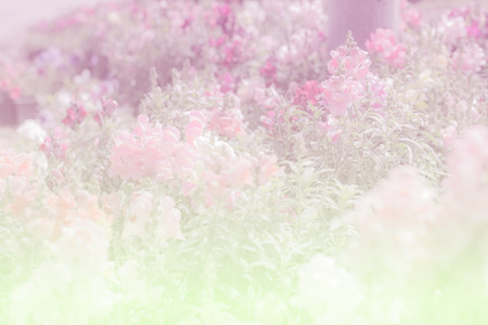 Sweet color pink flower in soft color and blur style for backgroundの写真素材