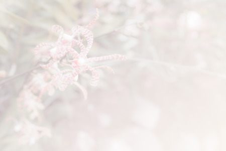 Sweet color orchids in soft color and blur style for backgroundの写真素材