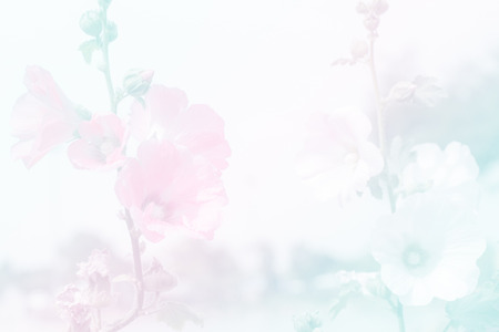 Sweet color pink flower in soft color and blur style for backgroundの写真素材