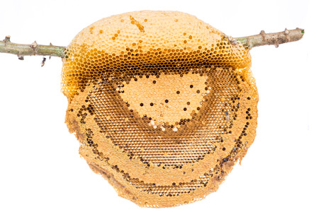 Honeycomb close up isolate on white backgroundの写真素材