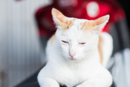 Close up of thai domestic cat