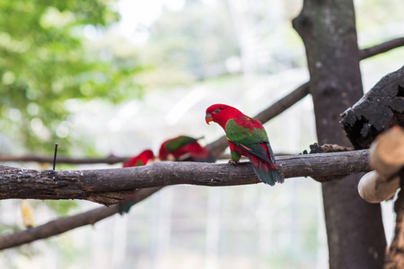 Beautiful red parrot with green wings