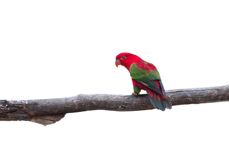 Beautiful red parrot with green wings isolate on white backgroundの写真素材