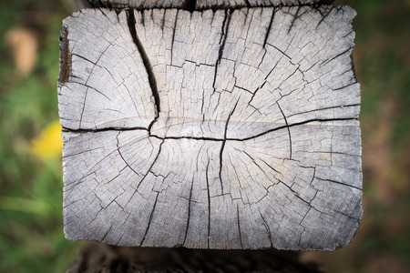 Old tree stump texture background
