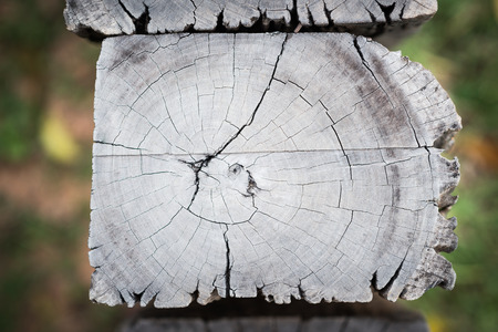 Old tree stump texture backgroundの写真素材
