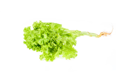 Salad leaf. Lettuce isolated on white backgroundの写真素材
