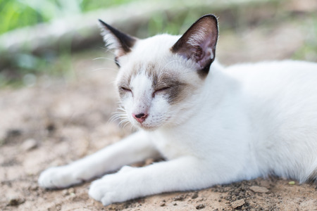 White Thai Cat is sleeping in naturalの写真素材