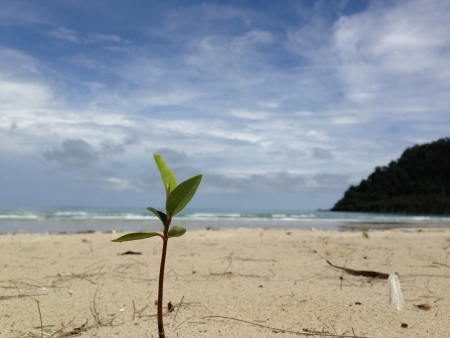 Life at beach at Kood Island Thailandの素材