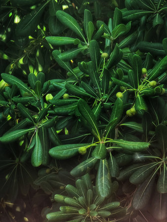 Dense cluster of glossy green leaves with small round fruits on stems, illuminated by soft natural light, creating a lush botanical scene.の写真素材