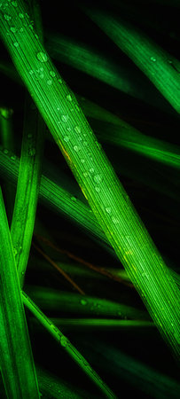 Close-up of fresh green grass blades covered with dew drops, highlighting natural textures and freshness in soft morning light.の写真素材