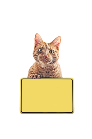 Funny Cat with yelow sign.の写真素材