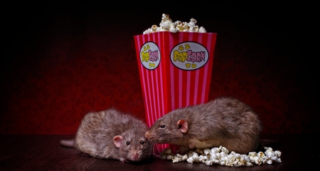 Rats eat popcorn