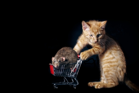 Rat in a shopping cart shoved by a tabby cat.の写真素材