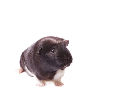Funny guinea pig isolated on whiteの写真素材