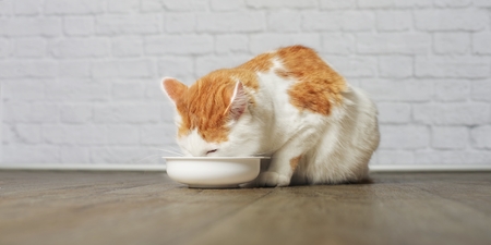 Tabby cat eats food from the white bowl on a white backgroundの写真素材
