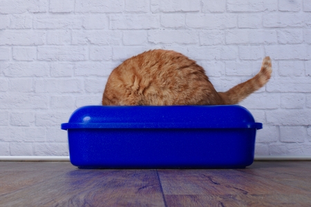 Funny cat in blue litter boxの写真素材