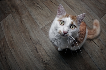 Funny cat looking up to the camera