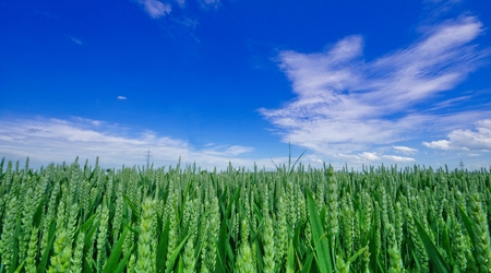 Green field of sprout wheat under blue skiesの写真素材