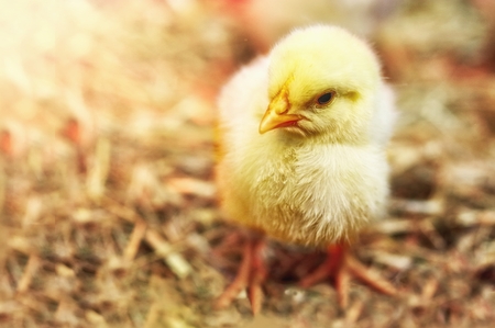 Little chickenの写真素材