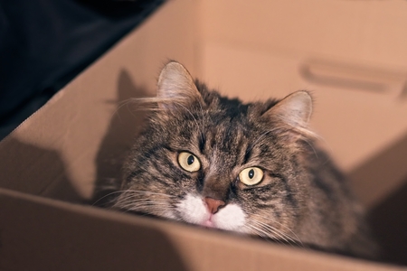 Tabby cat sit in a card box and look at the camera.の写真素材
