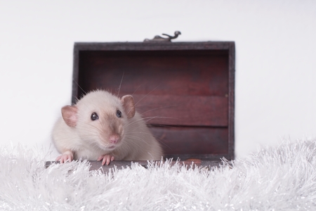 Cute rodent sitting in a suitcase and looking sideways.の写真素材