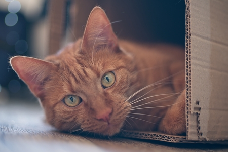 Ginger cat lying in a cardboard box and looking to the camera.の写真素材