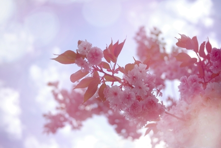 Pink cherry blossom with bokeh background.の写真素材