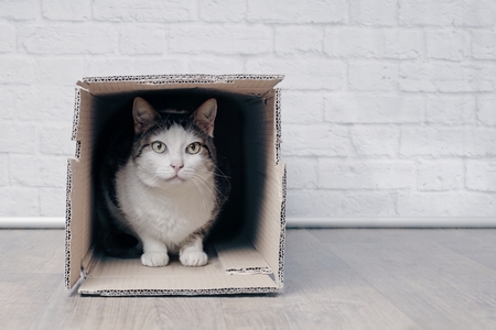 Tabby cat sitting in a boxcard box and looking to the camera.の写真素材
