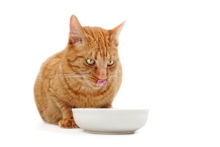 Ginger cat licking his face next to a food dish - Isolated on white background.の写真素材