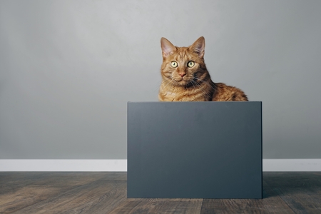 Cute ginger cat sitting in a gray box looking at the camera.の写真素材