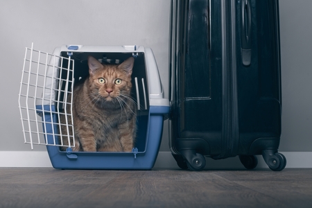 Traveling with a cat - Ginger cat in a pet carrier next to a suitcase.の写真素材