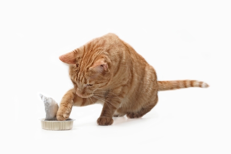 Pretty ginger cat eating a food bowl - isolated on whiteの写真素材