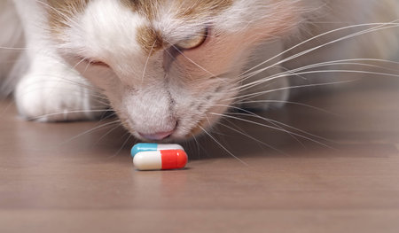 Cute tabby cat sniffs on medicine capsules.の写真素材