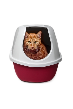 Cute ginger cat using a closed litter box isolated on whiteの写真素材