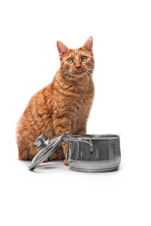 Hungry ginger cat sitting next to a camera looking out to the camera.の写真素材
