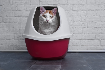 Cute tabby cat using a red, closed litter box.の写真素材
