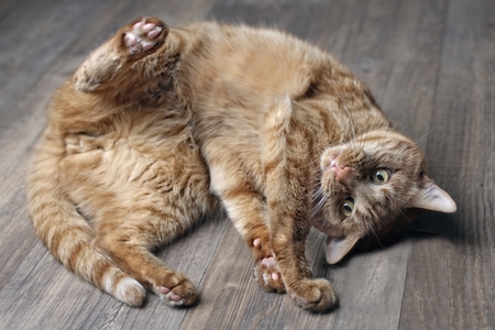Cute ginger cat lying on a hardwood floor.の写真素材