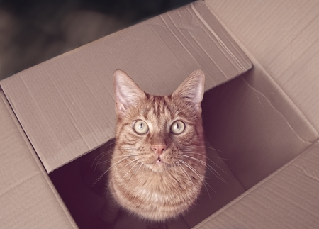 Cute ginger cat sitting in a cardboard box and looking up to the camera.