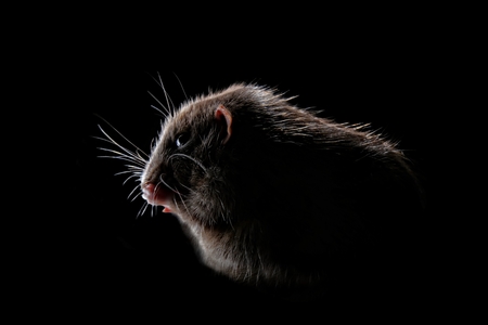 Shadow portrait of a rodent isolated on black background.の写真素材