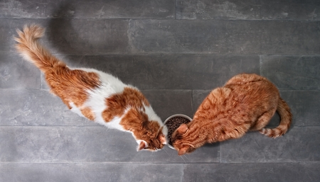 Two cute tabby cats on a white background.の写真素材