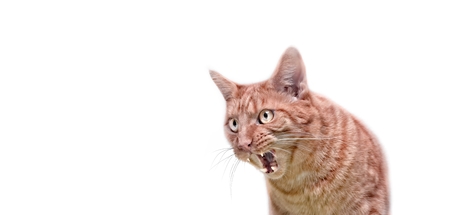 Angry ginger cat looking sideways and hissing with mouth open.の写真素材